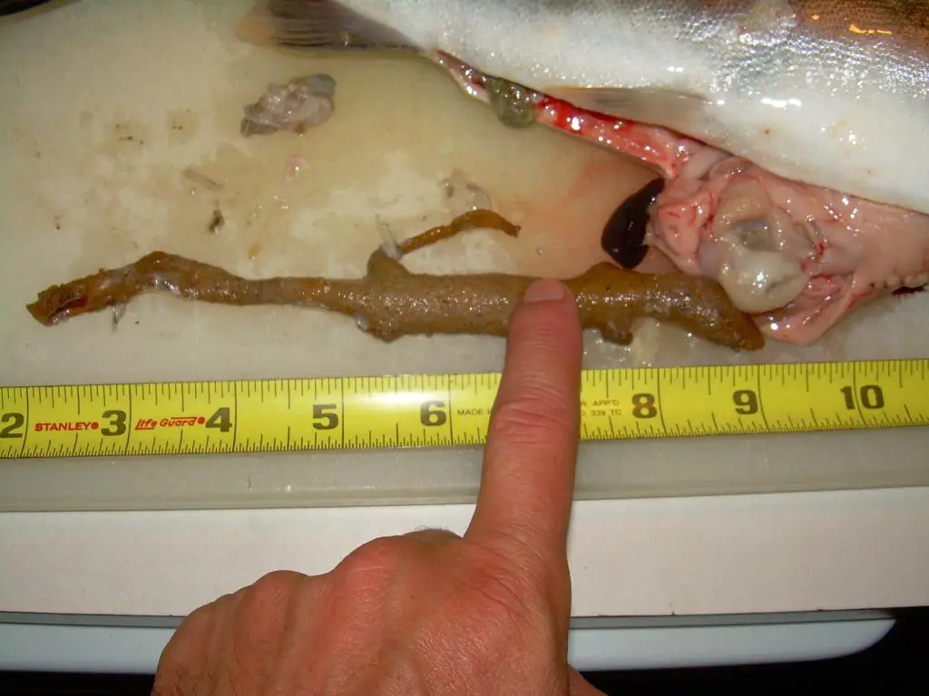 Cutt_Autopsy_10.jpg