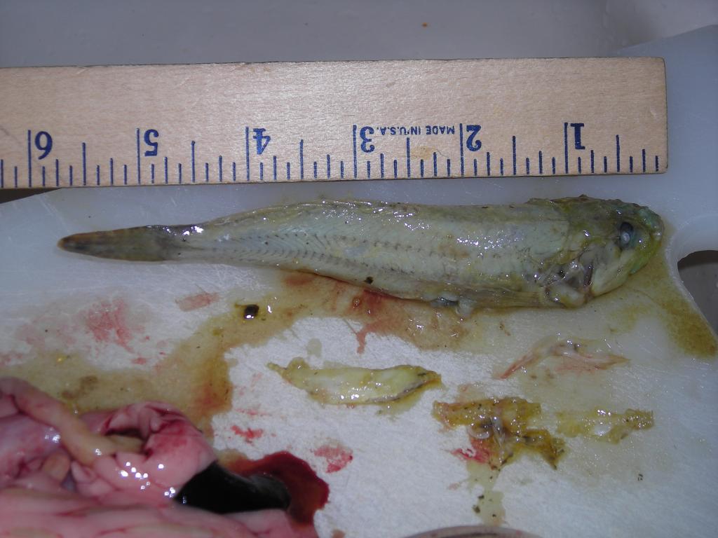 Lk_Wash_Cutt_25_JUL_2009_dinnern1.jpg
