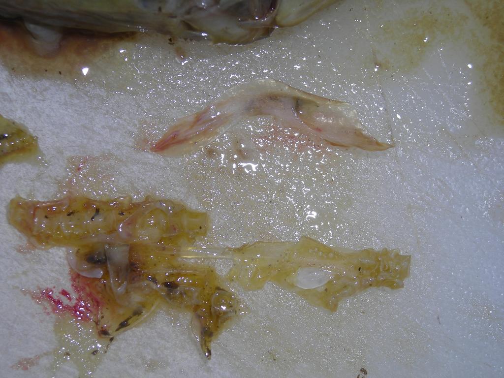 Lk_Wash_Cutt_25_JUL_2009_dinner4.jpg