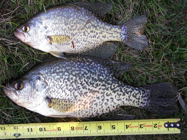 100_4134_Small.JPG