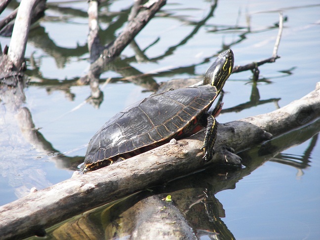 fish__dewclaws_4-15-10_012.JPG