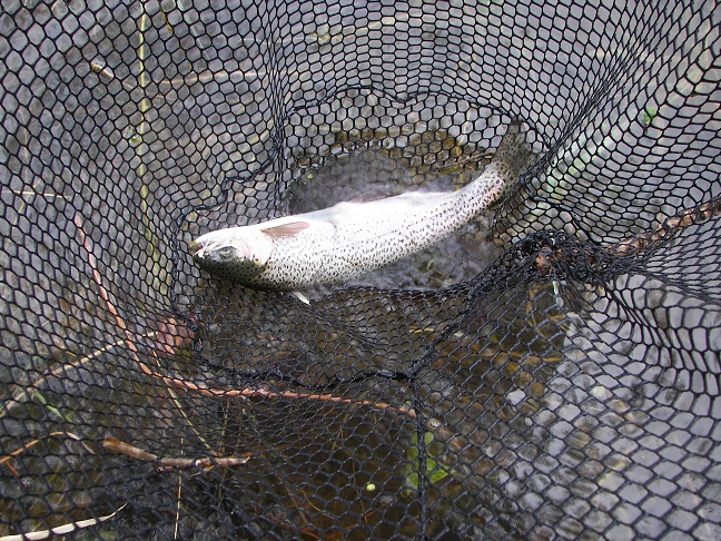 fish__dewclaws_4-15-10_005.JPG