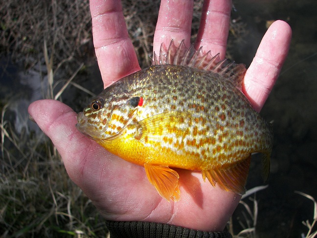fish__dewclaws_4-15-10_016.JPG