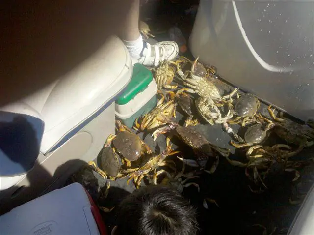 Crab_070710_Small.jpg