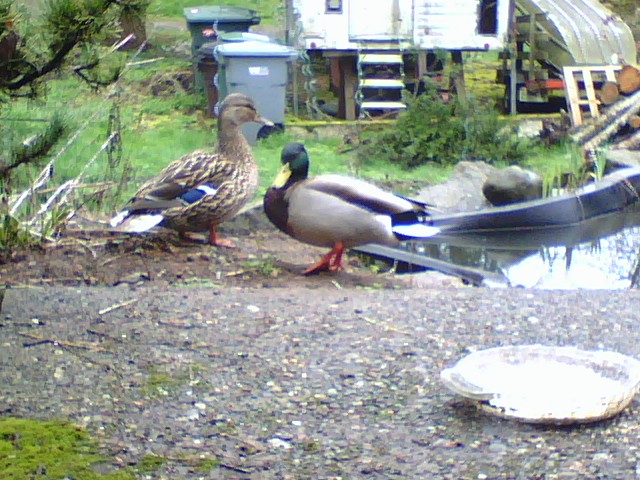 Ma_and_Pa_Duck.jpg
