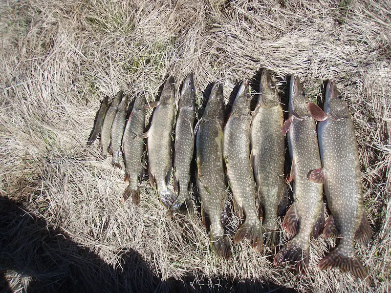 The_Pike_of_POR_resized.jpg