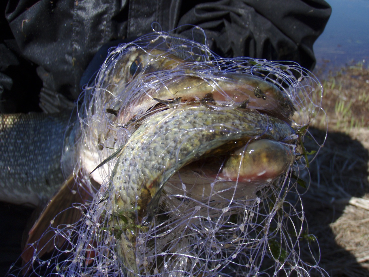 POR_Pike_Gillnetting_resized.jpg