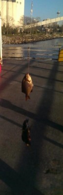 perch.jpg