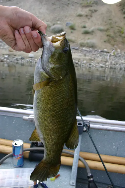 smallie.jpg