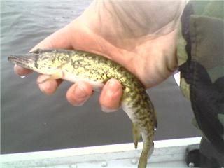 pickerel.jpg