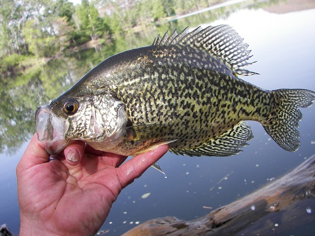 Crappie_4-25-10_016.JPG