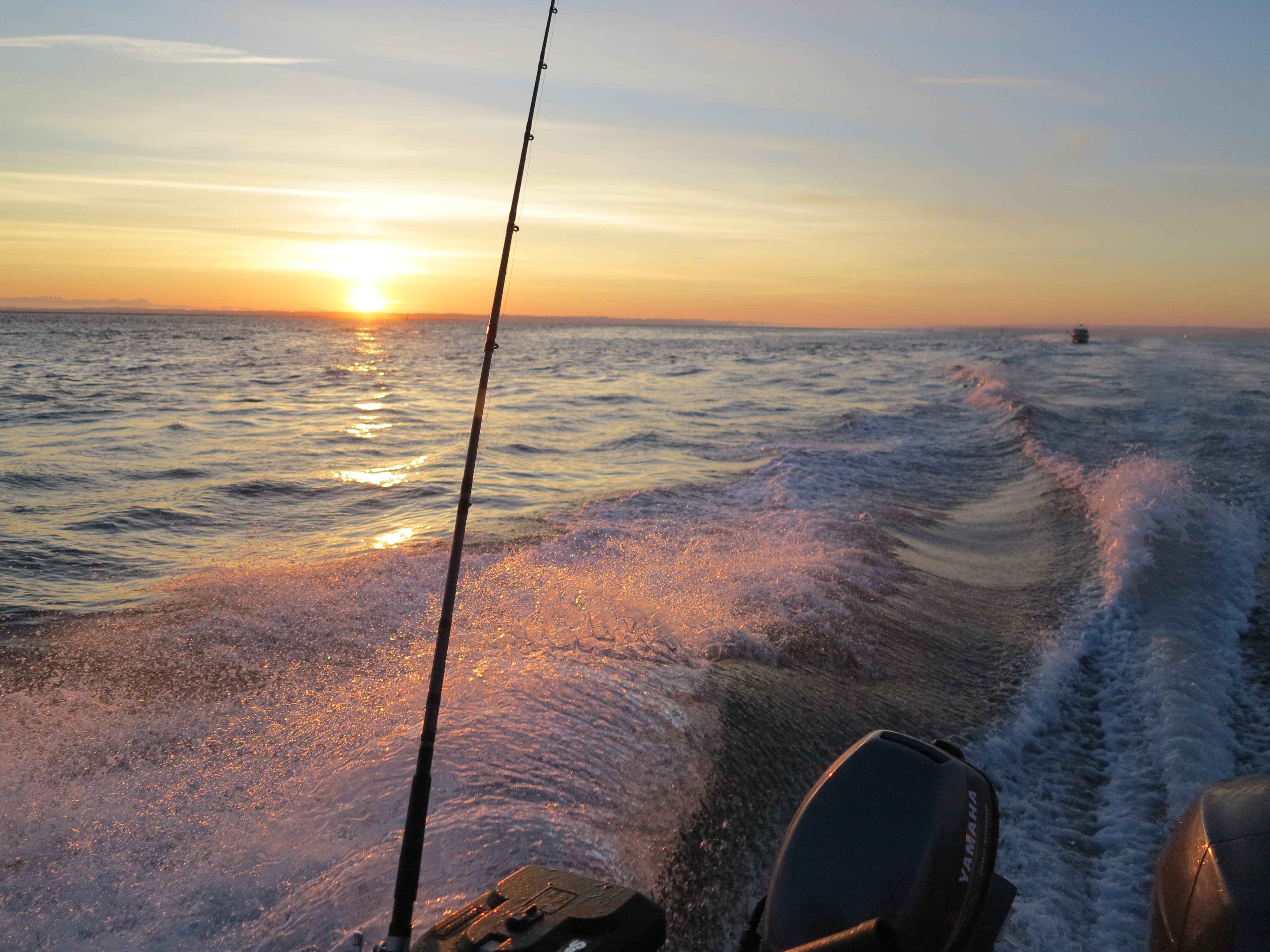 Saltwater Coho - NWFR