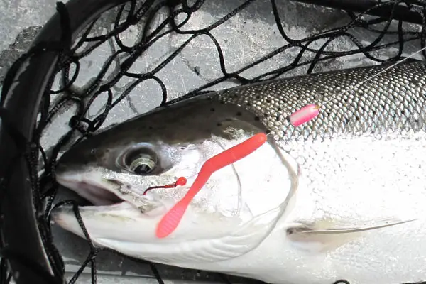 Pink Worms for Steelhead - NWFR