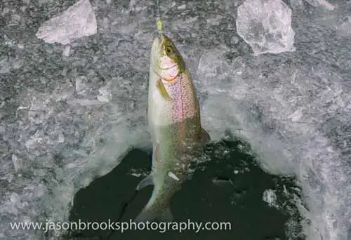 Winter Trout Fishing - NWFR