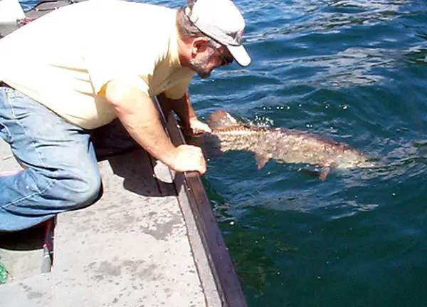 Go Small and Shallow for Pressured, Late-summer Muskies - MidWest