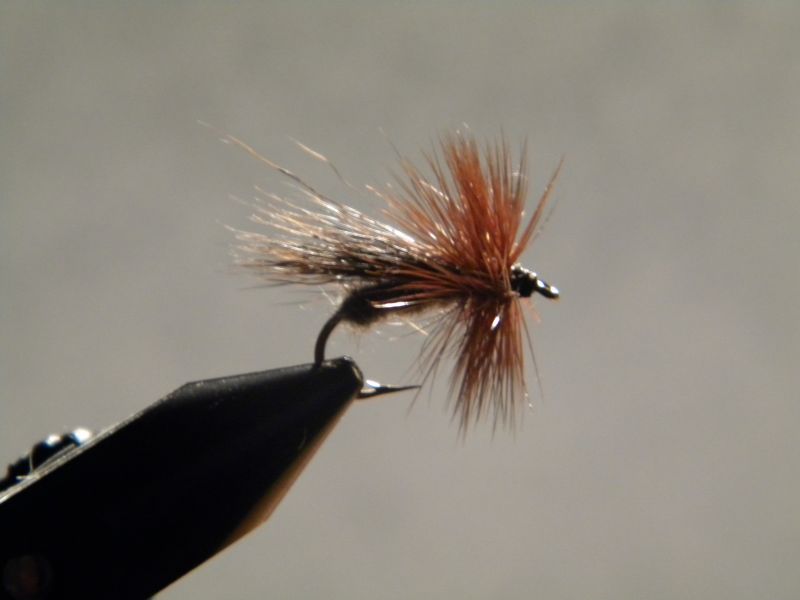 Caddis Fly: Don’t Leave Home Without it - NWFR