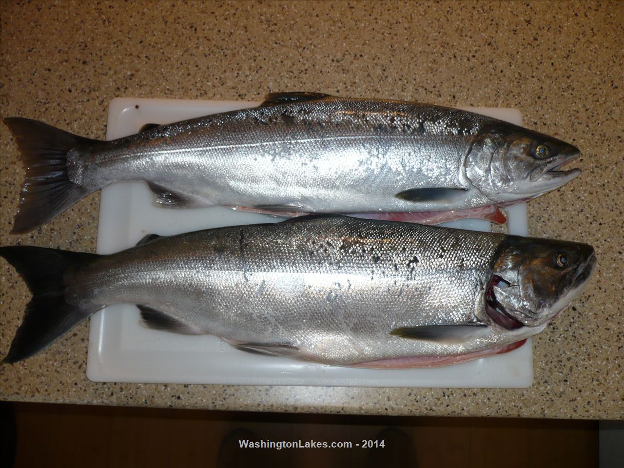 Area 9 Admiralty Inlet Report, Washington - NWFR