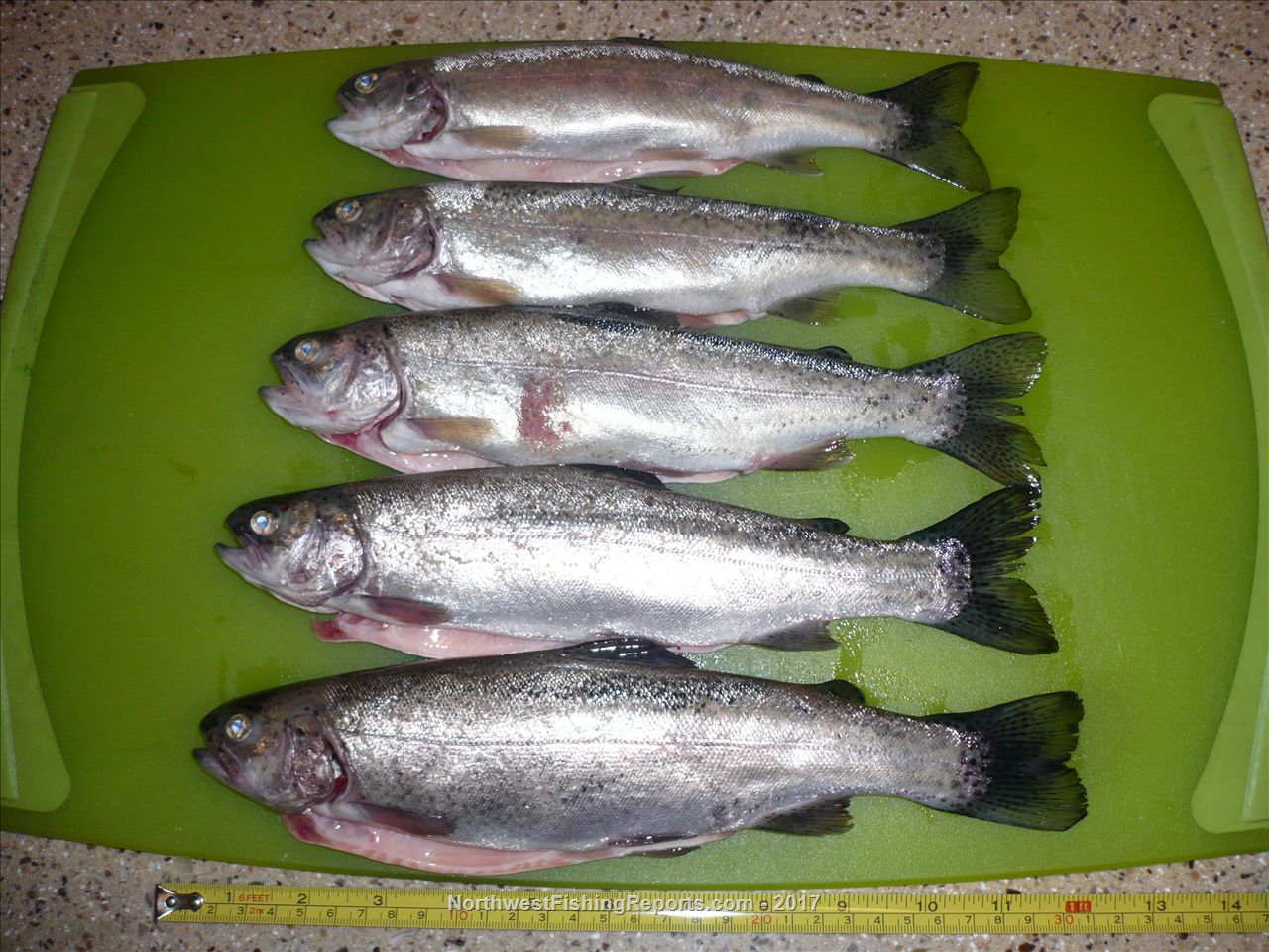 Tylander Fish Tye Lake Report, Snohomish County, WA - NWFR