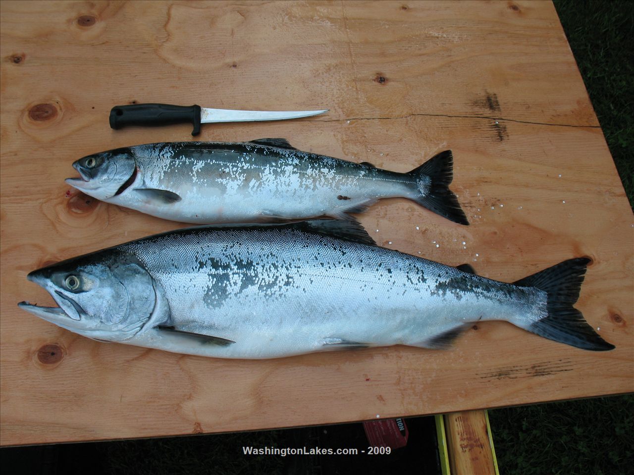 Area 9 Admiralty Inlet Report, Washington - NWFR