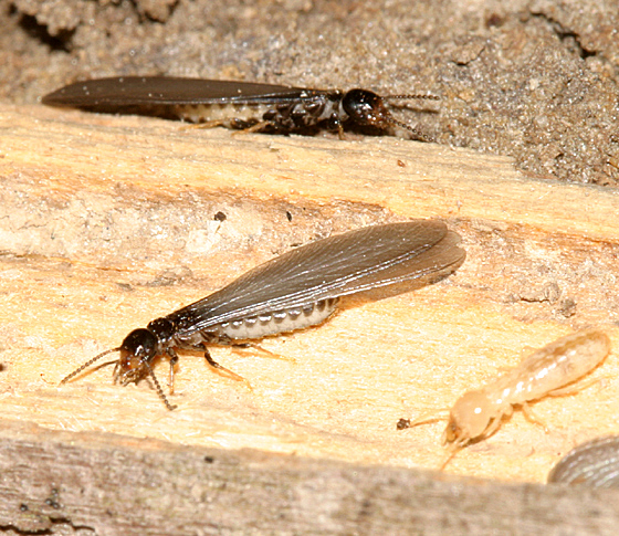winged_termite.jpg
