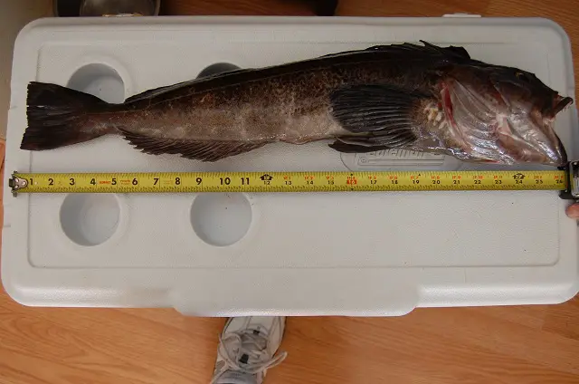 May 5th lingcod 2013 002r.jpg