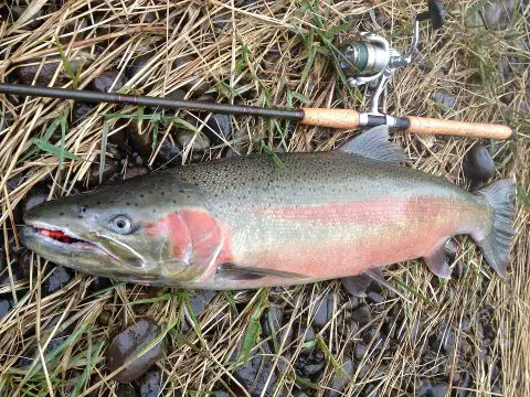 Steelhead Pic.jpg