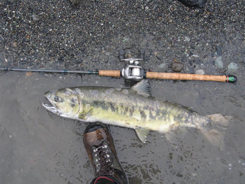 fish_033_Medium.jpg